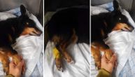 "Kaje više nema": Uginuo pas, kojem je dečak u Novom Sadu zakucao ekser u glavu