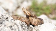 Aprilsko sunce izmamilo zmije na Durmitoru: Ne smeta im ni sneg