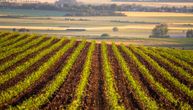 Srbija ima hrane za naredne dve godine: Vrednost žetve kukuruza biće milijardu evra