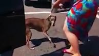 Vlasnik ostavio psa u automobilu na suncu više od pola sata: Spas stigao u poslednji čas