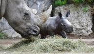 Policija čuva preostala dva bela nosoroga na planeti: Poslednji mužjak umro, za njih nema nade