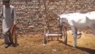 Oslobođen magarac koji je uhapšen jer je učestovovao u "ilegalnom kockanju"