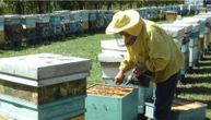 Trovanje pčela u Slatini: Dušanu uništeno 60 košnica, stradale radilice koje donose nektar