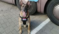 Vozač beogradskog autobusa slagao carinike, ali je pas Neron zalajao: Otkrio je bunker iza toaleta