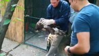 Spasena ženka orla belorepana: Pronađena je iznemogla, a posle nekoliko dana vraćena roditeljima
