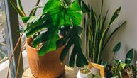 Evo gde bi u vašem domu trebalo da stoje biljke kako biste privukli finansijski prosperitet