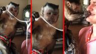 Urnebesna reakcija majmunčeta: Njušnulo džinovsku žvaku pa se zgrozilo