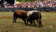Haos na bikijadi u Hrvatskoj: Dva bika uletela u publiku, povređen muškarac