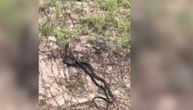 Njen otrov može da ubije 20 ljudi odjednom: Kraljevska kobra guta zmiju k'o od šale