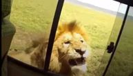 "I dalje najgluplji turista ikad": Evo zašto nikada ne smete da pomazite lava