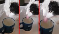 Voda na macu, maca u vodu: Da li se samo hladi, ili je ovo najgluplja mačka na svetu?