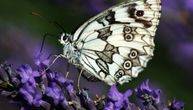 Šareni leptir i opojni miris lavande: Raj za sva čula u okolini Novog Sada