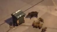 Nije basna: Mama divlja svinja sa osmoro prasića prošetala Beogradom, pa ratovala sa kontejnerom