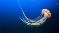 Tinejdžer umro nakon što ga je ujela meduza: Lekari se dve nedelje borili za njegov život