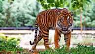 Tigar usmrtio mladu ženu u safari parku: Policija istražuje kako su vrata kaveza ostala otvorena