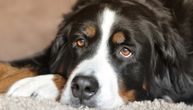 I kućni ljubimci mogu biti depresivni: Otkrivamo kako da prepoznate da li vaš pas tuguje