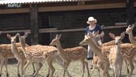 Baka i farma "Bambija": Život kao u bajci