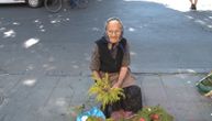 Baka Milja ima 96 godina, mirno sedela i plela venčiće za Ivanjdan: "Moram da radim, da se borim"