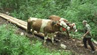 Rabadžiluk je jedan od najtežih poslova: Milan i Milojko s volovima izvlače teška drva na Zlatiboru
