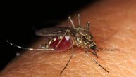3 načina da se izborite sa komarcima u kući: Uz pomoć limuna i kafe rešite se ovih napasti