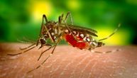 Kod komaraca u Beogradu nije izolovan virus Zapadnog Nila
