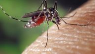 Komarci zaraženi Zapadnim Nilom se očekuju uskoro, a evo kad će groznicu prenositi na ljude