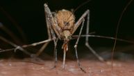 West Nile virus now confirmed in mosquitoes in Serbia