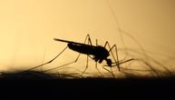 Sve više se pojavljuju kućni komarci koji nose virus Zapadnog Nila: Opasnost od saksija, podruma...