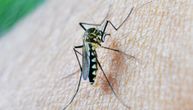 Komarci i dalje prenose groznicu Zapadnog Nila: Još 15 osoba obolelo za 7 dana u Srbiji