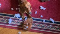 Najslađi i najnestašniji jazavičar u Beogradu: Upoznajte Kobija, psa kojeg uvek nađe nevolja