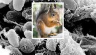 Bubonska kuga stigla u SAD: Veverica pozitivna u Koloradu, nadležni pozvali građane na oprez