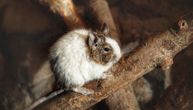 Preslatka je i živahna: Otkrivamo da li je čileanska veverica idealna za kućnog ljubimca