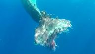 Humanost na delu: Spasavanje kita iz ribarske mreže