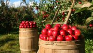 Zasadi jabuka se vade: Od 2018. iskrčeno voćnjaka koliko u prethodnih 20 godina