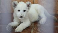 Stigla prinova u beogradski zoološki vrt: Upoznajte krznenu lepoticu Koviljku, mladunče belog lava!
