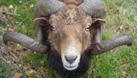 Pronađen ovan sa 35 kilograma vune u Australiji: Barak se teško kretao i jedva je video