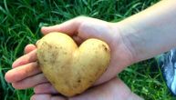 Ovakav plod donosi boljitak: Marina iz Kragujevca pronašla krompir u obliku srca