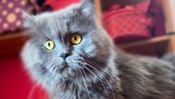 Mačke ne samo da leče telo i dušu, one mogu da predvide i kad se "zlo sprema": Ovako to pokazuju