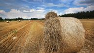 Pšenica najprometovanija, cena na maksimumu