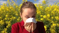 Veoma visoka koncentracija polena breze: U ovom gradu na severu Bačke upozoravaju na jake alergijske reakcije