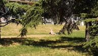 Sunčanje kod Hrama Svetog Save: Čovek se skinuo i leškari na travi