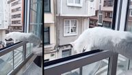 Kakva tračara: Radoznala mačka kroz prozor sluša svađu komšinica