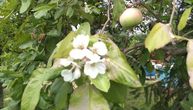 Priroda se načisto zbunila: Usred leta u Topoli procvetale jabuke, kao da je rano proleće
