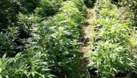 Nađena droga vredna više od dva miliona evra: Otkrivena ogromna plantaža marihuane u Sloveniji