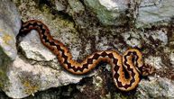 Upozorenje Nacionalnog parka Tara na 5 vrsta zmija, jedna je poskok: Ovo su njihovi saveti o odeći i obući