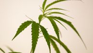 Pao proizvođač marihuane u Pančevu: Policija u podrumu kuće našla laboratoriju sa 394 stablјike