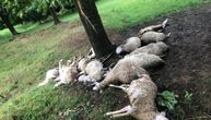 Grom udario u drvo kod Bjelovara i ubio stado od 20 ovaca