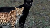 Romeo i Julija životinjskog sveta: On je crni panter, a ona leopard i u vezi su četiri godine
