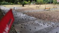 Stotine mrtvih ptica preplavilo ulice Podgorice: Prizor je zastrašujući