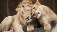 Stariji par lavova istovremeno uspavan da ne bi morali da žive jedan bez drugog